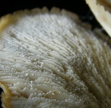 Lentinellus ursinus image