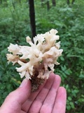 Sebacina sparassoidea image