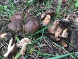 Tylopilus variobrunneus image