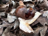 Tylopilus variobrunneus image