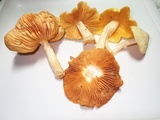 Entoloma luridum image