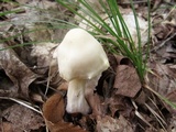 Entoloma luridum image