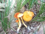 Humidicutis marginata var. marginata image