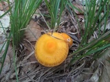 Humidicutis marginata var. marginata image