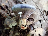 Hydnellum caeruleum image