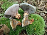 Hydnellum caeruleum image