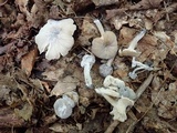 Hypomyces porphyreus image