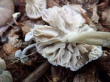 Hypomyces porphyreus image