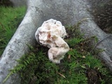 Hypomyces porphyreus image