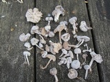 Hypomyces porphyreus image