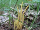 Clavulinopsis fusiformis image
