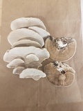 Cerrena unicolor image