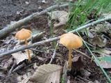 Entoloma quadratum image