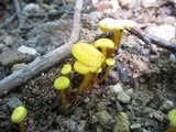 Hygrocybe parvula image