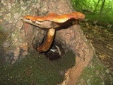 Hemistropharia albocrenulata image