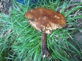 Hemistropharia albocrenulata image