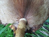 Hemistropharia albocrenulata image