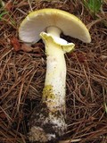 Amanita flavorubens image