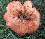 Russula mutabilis image