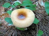 Amanita sect. Vaginatae image