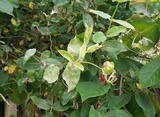 Erysiphe lonicerae image