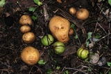 Scleroderma areolatum image