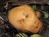 Scleroderma areolatum image