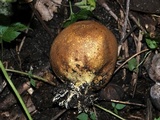Scleroderma areolatum image