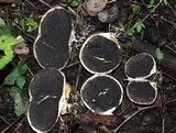 Scleroderma areolatum image
