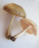 Pluteus petasatus image