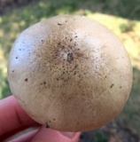 Pluteus petasatus image
