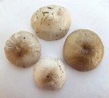 Pluteus petasatus image