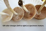 Pluteus petasatus image