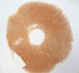 Pluteus petasatus image