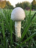Amanita thiersii image
