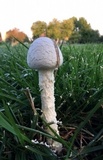 Amanita thiersii image