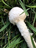 Amanita thiersii image