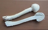 Amanita thiersii image