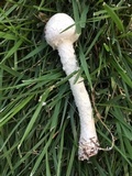 Amanita thiersii image