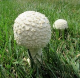 Amanita thiersii image