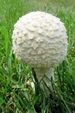 Amanita thiersii image