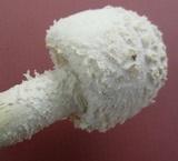 Amanita thiersii image