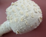Amanita thiersii image