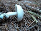 Amanita sect. Vaginatae image