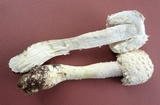 Amanita thiersii image