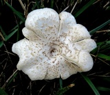 Lentinus tigrinus image