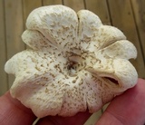 Lentinus tigrinus image