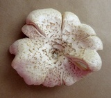 Lentinus tigrinus image
