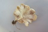 Lentinus tigrinus image