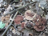 Hydnellum spongiosipes image